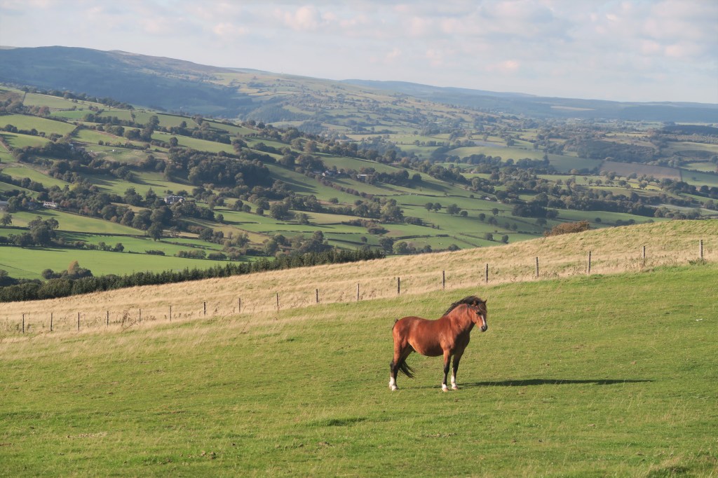Fields above the cottage
